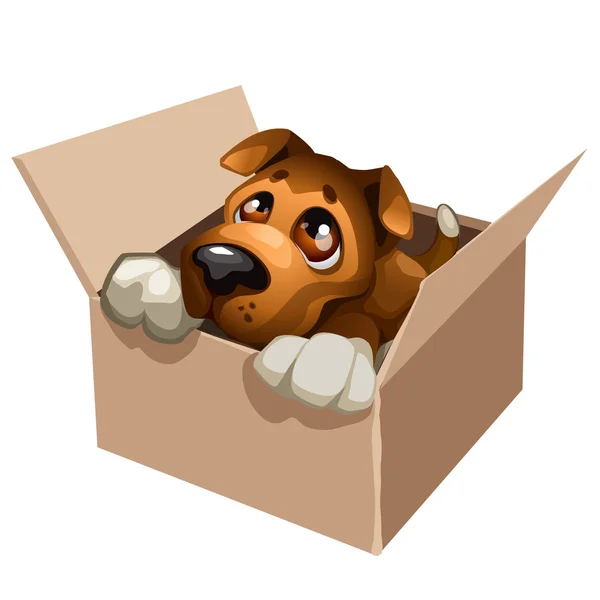 Sad stray dog cute in a cardboard box — Stock Vector