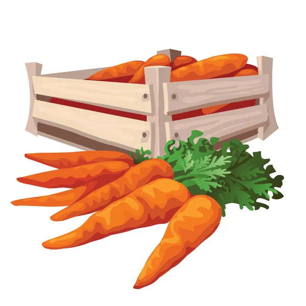 Gran cosecha de zanahorias en caja de madera y sin ella — Archivo Imágenes Vectoriales