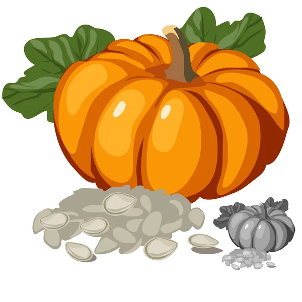 Calabaza madura y sus semillas, verduras de vectores — Vector de stock