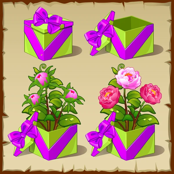 Gift box med växande rosa pion — Stock vektor