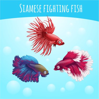 Three siamese fighting fish on a blue background clipart