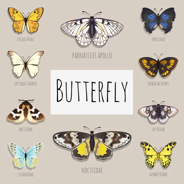 Aantal vlinders met ruimte voor tekst — Stockvector