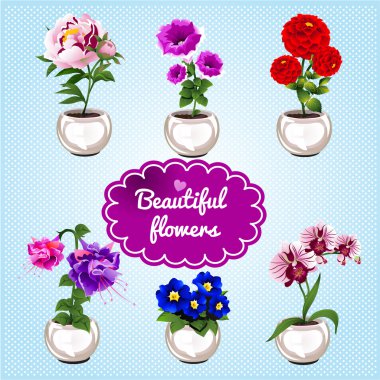 Houseplant tencere mavi bir arka plan üzerinde