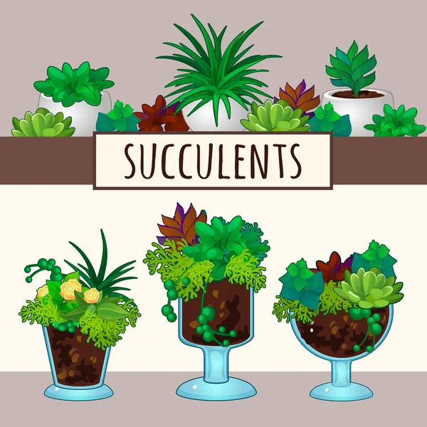 Succulents 냄비에 — 스톡 벡터