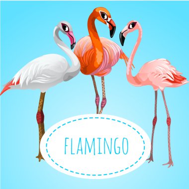 Mavi bir arka plan üzerinde üç güzel flamingolar