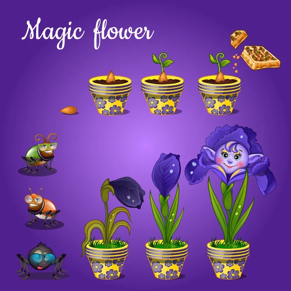Στάδια της καλλιέργειας μαγικό μπλε λουλούδι — Διανυσματικό Αρχείο