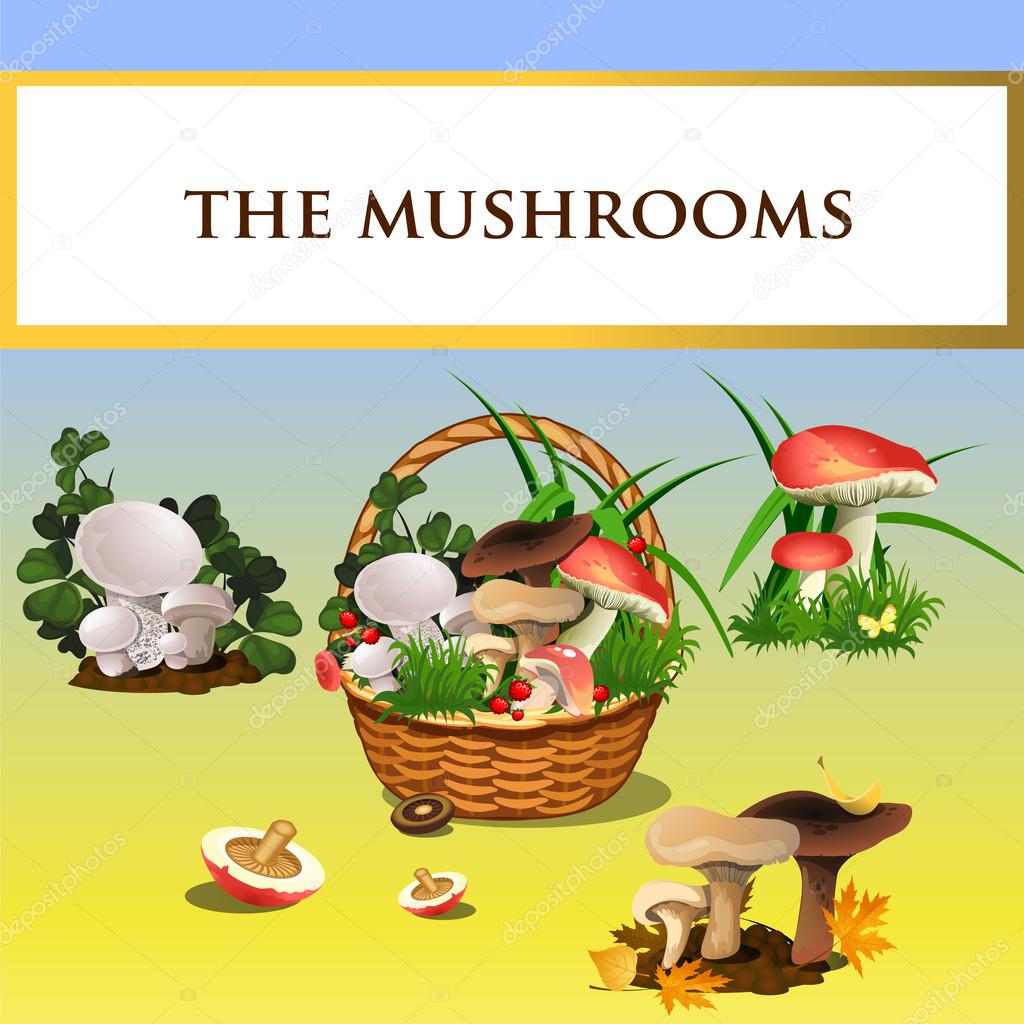 Forest mushrooms and basket with mushrooms