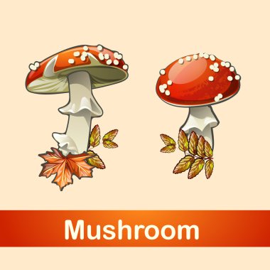 İki sinek agaric closeup farklı bir tarafı ile