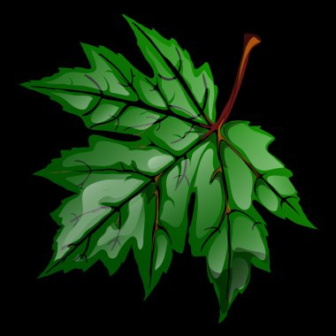 Yeşil birim akçaağaç yaprağı portre siyah bir zemin üzerine