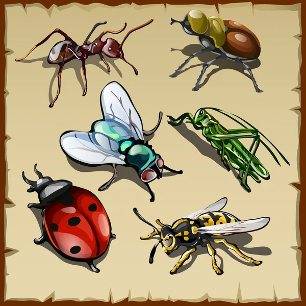 Big vector set of different insects, six varieties — Stock Vector
