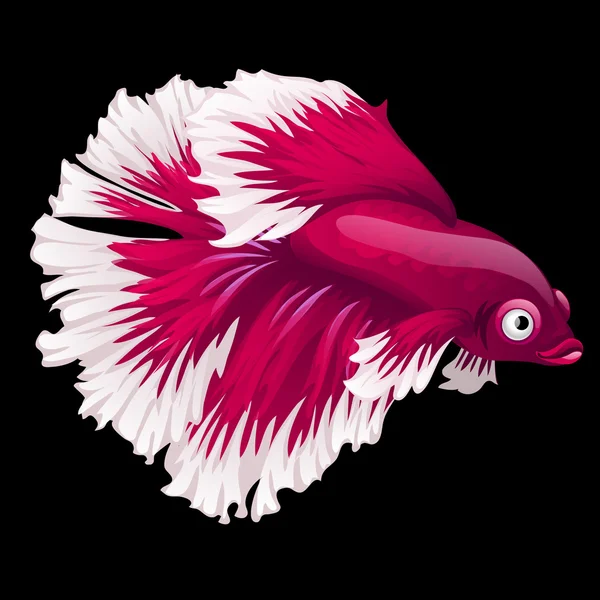 Röd och vit fisk ungtuppen närbild på svart bakgrund — Stock vektor