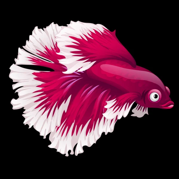 Red and white fish cockerel closeup on a black background Vector Graphics