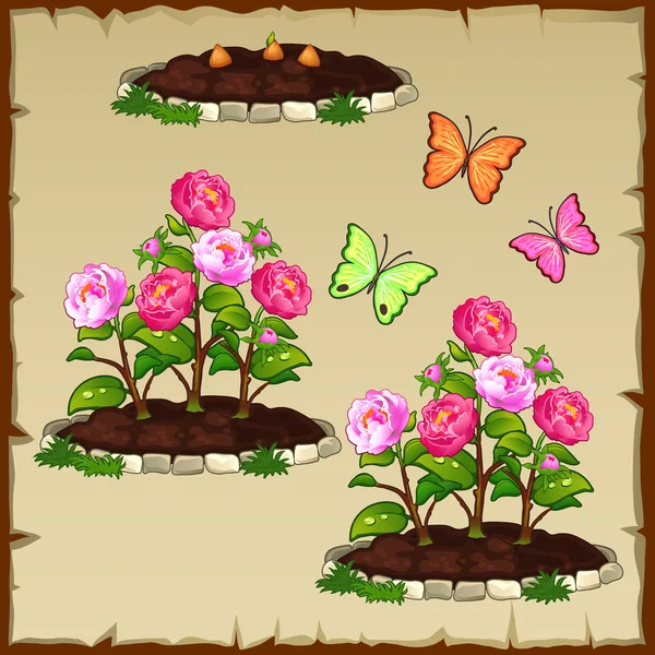 분홍색 모란과 나비와 함께 자라는 꽃 침대를 설정 — 스톡 벡터