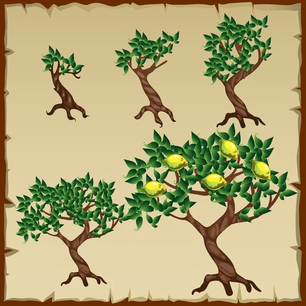 Fem ikoner tillväxtstadierna för lemon tree i utvecklingsprocessen — Stock vektor