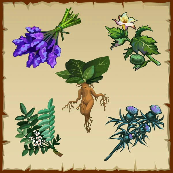別のエキゾチックな花と Mandrake のセット — ストックベクタ