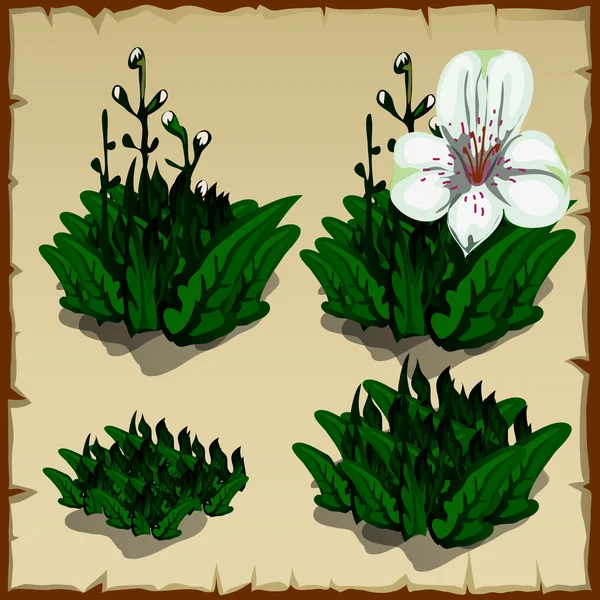 Etapas de la orquídea de crecimiento, desde la plantación hasta el marchitamiento — Vector de stock