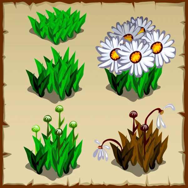 Stadia van groei daisies, van planten te vernietigen — Stockvector