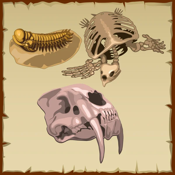 Fosil iskeletler, üç farklı hayvan kümesi — Stok Vektör