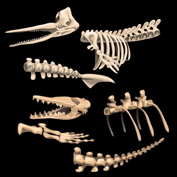 Huesos y fragmentos esqueletos de peces antiguos — Archivo Imágenes Vectoriales