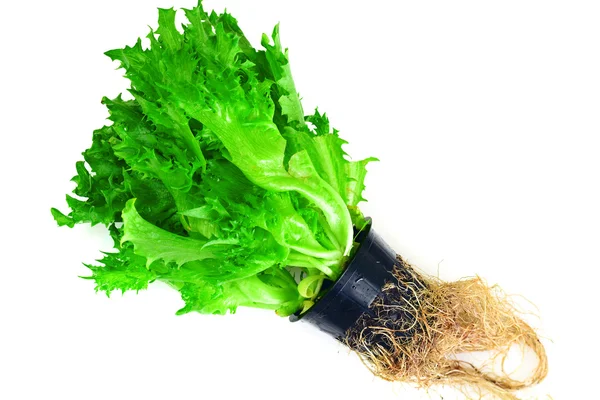 Gesunde Ernährung: grüner Salat isoliert auf weißem Hintergrund — Stockfoto