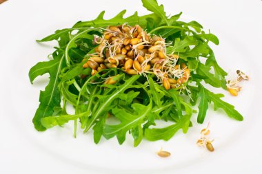 Roka Salatası ve çavdar fidan