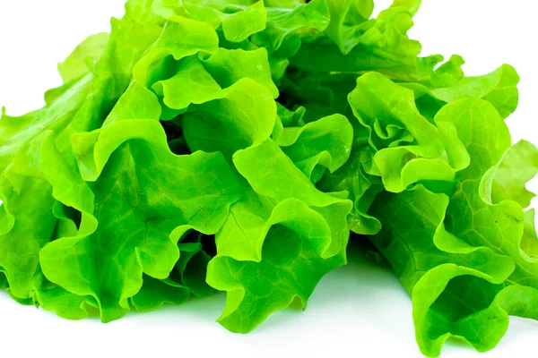 Green Fresh Lettuce — Stock Photo, Image