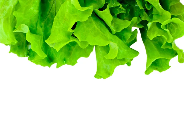 Green Fresh Lettuce — Stock Photo, Image