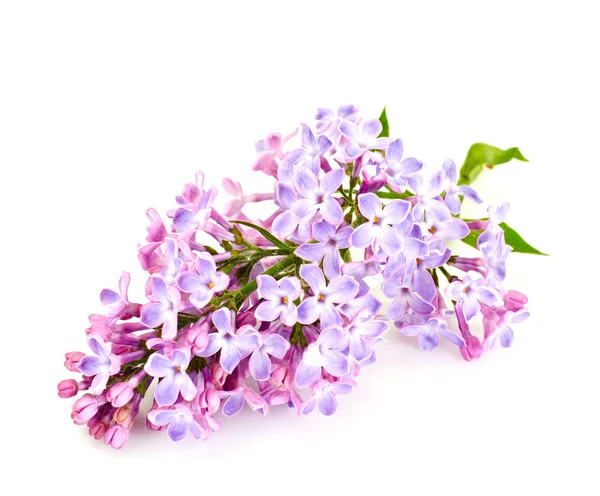 Fiori lilla primaverili su sfondo bianco — Foto Stock