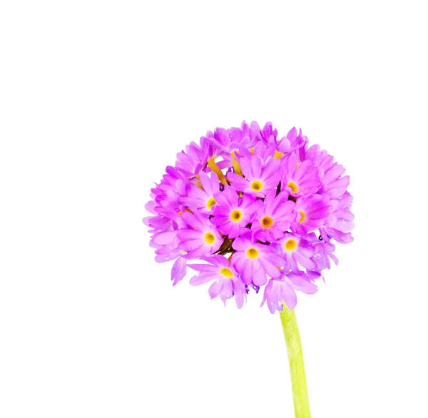 Purple Flower Primrose — Stock Photo, Image