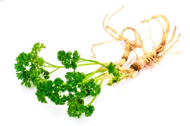 Yeşil maydanoz kökü ile