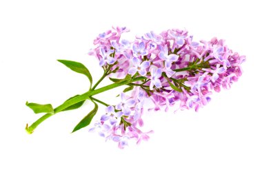 Beyaz bir arka plan bahar Eflatun çiçekler