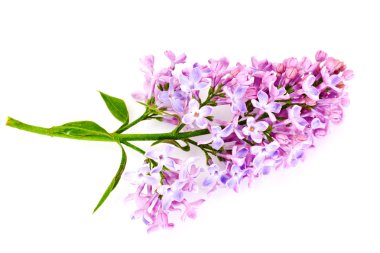 Beyaz bir arka plan bahar Eflatun çiçekler