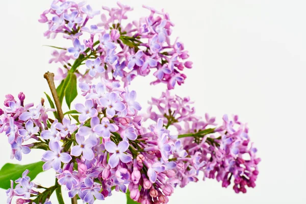 Spring Lilac Flowers on a White Background — Stock Photo, Image