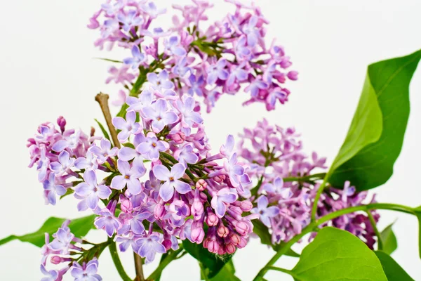 Fiori lilla primaverili su sfondo bianco — Foto Stock