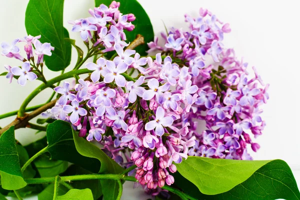 Spring Lilac Flowers on a White Background — Stock Photo, Image