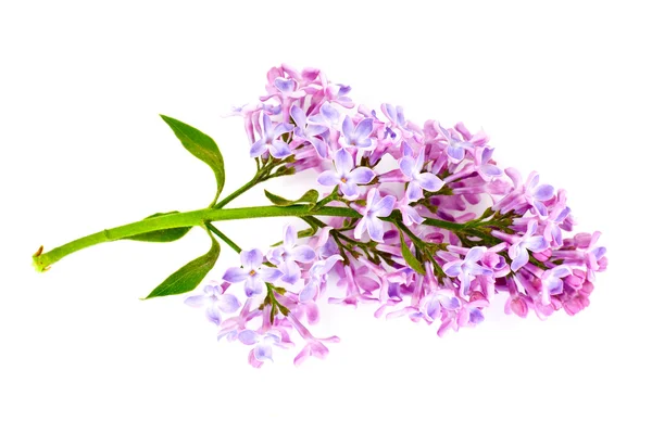 Spring Lilac Flowers on a White Background — Stock Photo, Image