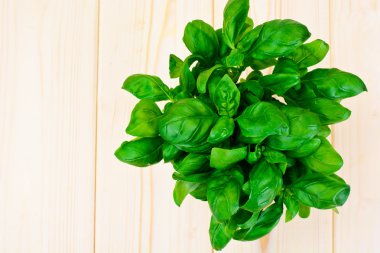 Yeşil taze fesleğen