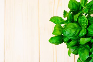 Yeşil taze fesleğen