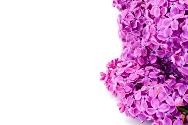 Eflatun bahar çiçekleri