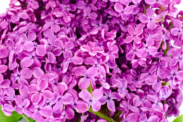 Lentebloemen van lila — Stockfoto