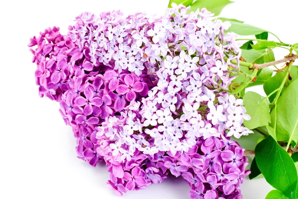 Spring Flowers of Lilac — Stock Photo, Image