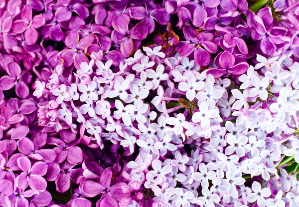 Spring Flowers of Lilac — Stock Photo, Image