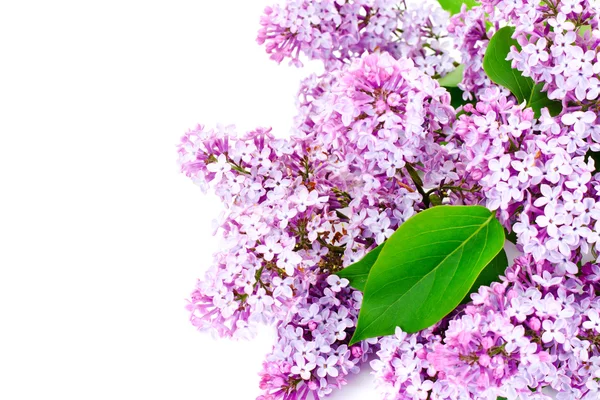 Spring Flowers of Lilac — Stock Photo, Image