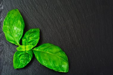 Taze yeşil fesleğen