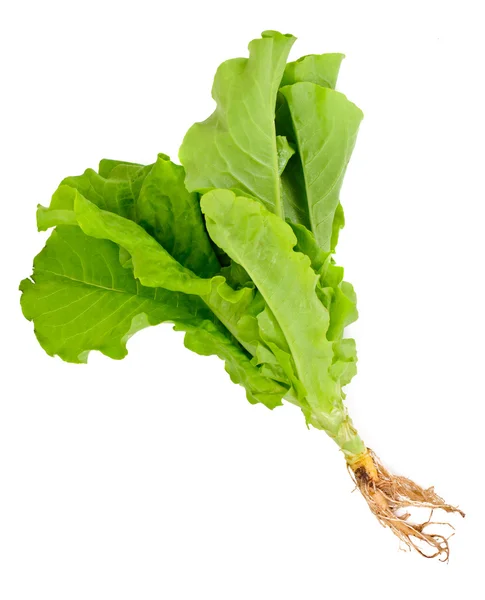 Зелений свіжий салат — стокове фото
