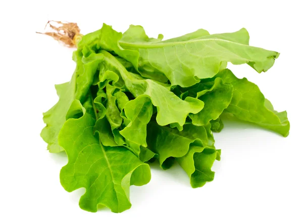 Grön färsk sallad — Stockfoto