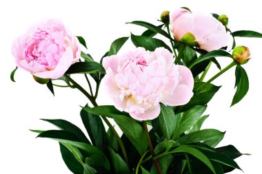 pembe Şakayık çiçeği üzerinde beyaz izole