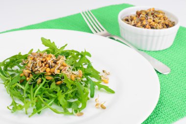 Roka Salatası ve çavdar fidan