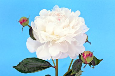 Beyaz Şakayık çiçeği beyaz izole