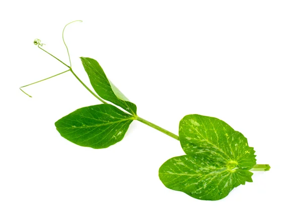 Hoja de guisantes aislada sobre fondo blanco — Foto de Stock